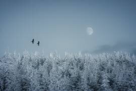 Frozen moon (Daniel Mirlea) - Muzeo.com