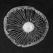 Fungi (Jim Occi) - Muzeo.com