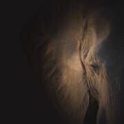 Gentle Giant (Louise Wolbers) - Muzeo.com