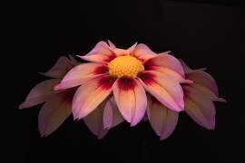 Ghost (Richard Urbanski) - Muzeo.com