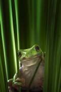 Green Frog (Ahmad Gafuri) - Muzeo.com