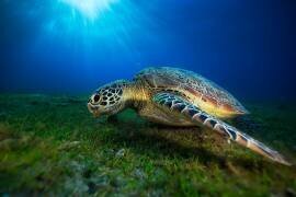 Green turtle (Gabriel Barathieu) - Muzeo.com