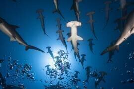 Hammerhead Shark (Gabriel Barathieu) - Muzeo.com