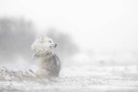 Des temps difficiles (Marco Pozzi) - Muzeo.com