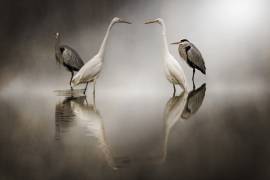 Hérons cendrés (Ardea cinerea) et Grandes Aigrettes (Egretta alba) dans le brouillard (Alberto Ghizzi Panizza) - Muzeo.com