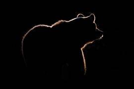 Highlight (Gorazd Golob) - Muzeo.com