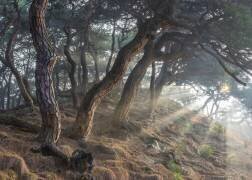 Holy light (Jaeyoun Ryu) - Muzeo.com