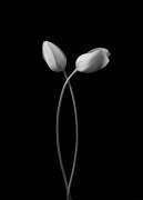 Câlin (Tony Xu) - Muzeo.com