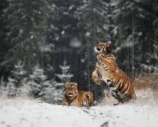 Il neige (Michaela Firesova) - Muzeo.com