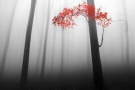 Illusion (Dragisa Petrovic) - Muzeo.com