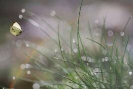 Imminent Landing (Anna Cseresnjes ) - Muzeo.com