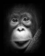 Innocent (Antonyus Bunjamin (Abe)) - Muzeo.com