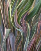 Interwoven (Robin Wechsler) - Muzeo.com