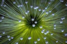 Inverted Commas (Wave Faber) - Muzeo.com