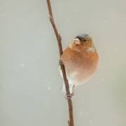 it's cold (Annie Keizer) - Muzeo.com