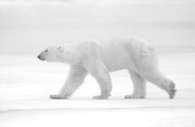 Juste blanc (Marco Pozzi) - Muzeo.com