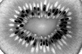 Kiwi (Jim Occi) - Muzeo.com