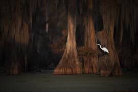 Last Light (Roberto Marchegiani) - Muzeo.com