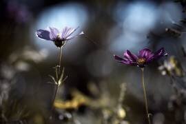 Le lien (Fabien Bravin) - Muzeo.com