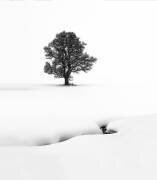 Le solitaire (Marc Pelissier) - Muzeo.com