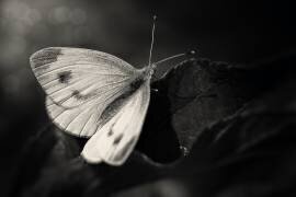 L'évasion (Michael) - Muzeo.com