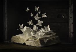 Lepidopterology (Heather Bonadio) - Muzeo.com