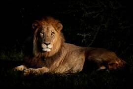 Lion mâle couché dans la savane à l'aube - Botswana (Philippe-Alexandre Chevallier) - Muzeo.com