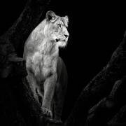 Lionne (Christian Meermann) - Muzeo.com