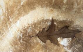 Lived quietly (Gilbert Claes ) - Muzeo.com