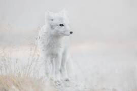 Regarder autour de soi (Roelof de Hoog) - Muzeo.com