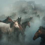 Lost horses (Hüseyin Taşkın) - Muzeo.com