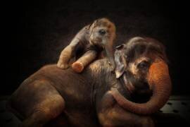 Loving Bond (Antje Wenner-Braun) - Muzeo.com