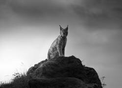 Lynx drama (Sergio Saavedra Ruiz) - Muzeo.com