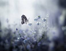 Monarch (Anton Wahyudi) - Muzeo.com