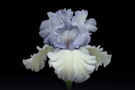 Moonlight Dancer (Richard Urbanski) - Muzeo.com