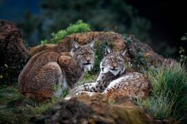 Moonschein Lovers (Gianfranco Barbieri ) - Muzeo.com