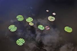 Nénuphar (Bruno de Hogues) - Muzeo.com