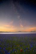 Night flowers (Roberto Marchegiani) - Muzeo.com