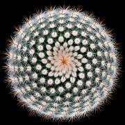 Notocactus scopa (Victor Mozqueda) - Muzeo.com