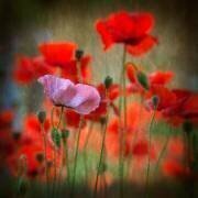 One (Anne Worner) - Muzeo.com