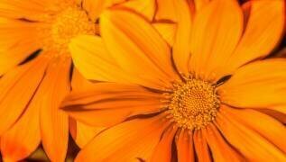 Orange (Frederic Gombert) - Muzeo.com