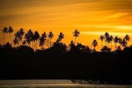 Palmier (Alexis Toureau) - Muzeo.com