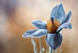Pasque (Mandy Disher) - Muzeo.com