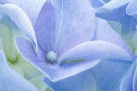 Pastel (Corinna van der Ven) - Muzeo.com