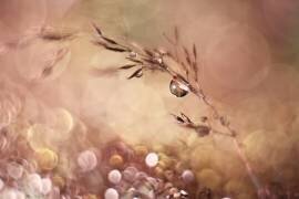 Pastel dream (Heidi Westum) - Muzeo.com