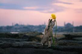 Pati (Murat Bakmaz ) - Muzeo.com