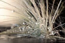 Pearls (Maryam Zahirimehr) - Muzeo.com