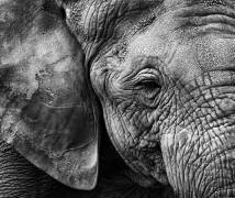 Peau d'éléphant (Helena Garcia) - Muzeo.com
