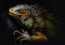 Période de mue (Santiago Pascual Buye) - Muzeo.com