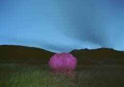 Peinture nocturne (Carli Choi) - Muzeo.com